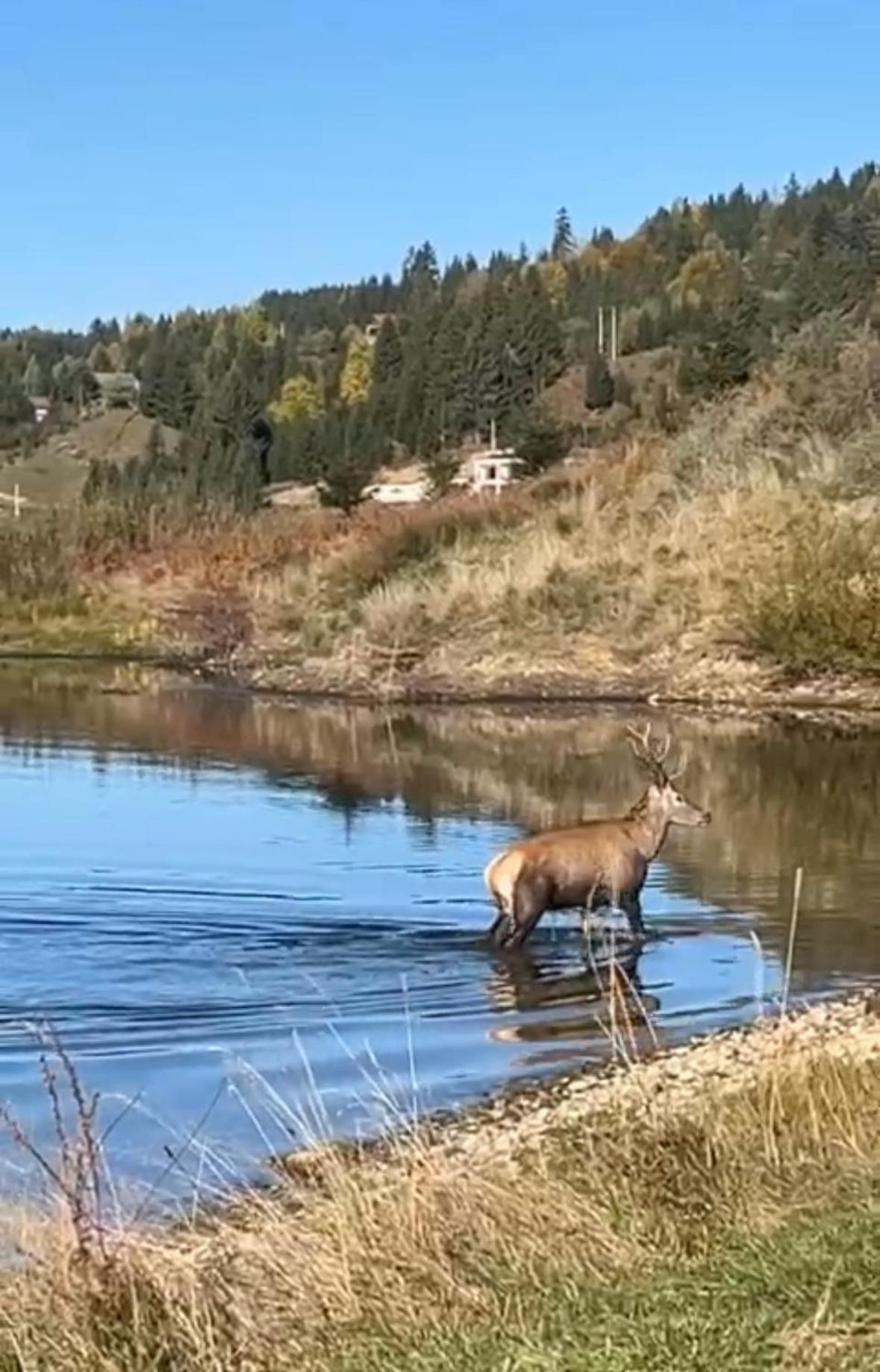 Chalet Du Lac Colibiţa Dış mekan fotoğraf
